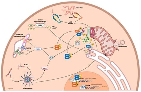 The Influence of Metabolism on Immune Response: A Journey to Understand ...