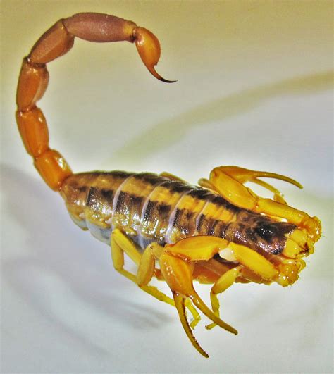 Striped Bark Scorpions in Texas: Taxonomy, Anatomy, Behavior, & Case ...