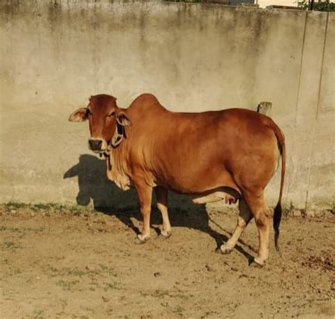 Saahiwal Gaumata At Shuddham