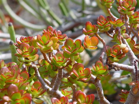 Are Jade Plants Poisonous To Dogs