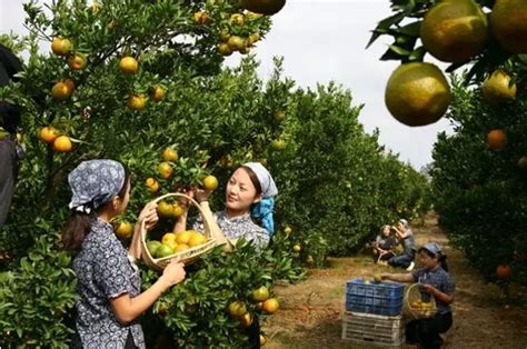 水果产业助农增收_中国江苏网