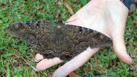 Ascalapha Odorata — “Black Witch Moth” —, 56% OFF