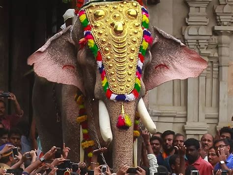 Almost Blind, Aged Elephant Who Has Killed 13 Allowed To Be Paraded In ...