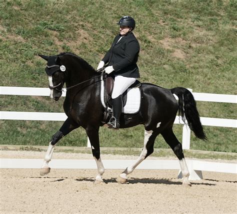 Breed | Warmblood Sales