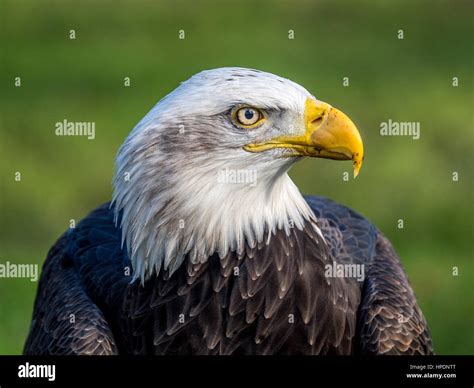 Close up of American Bald Eagle head Stock Photo - Alamy