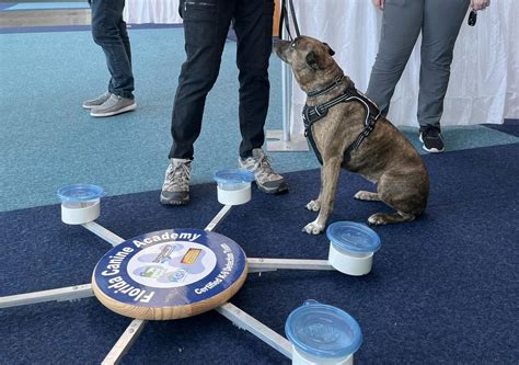 Canine Bed Bug Inspection; Are Dogs Better than Humans at Detecting Bed ...
