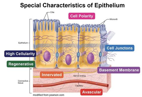 Epithelium - Definition, Characteristics, Cell Structures, Types, and ...