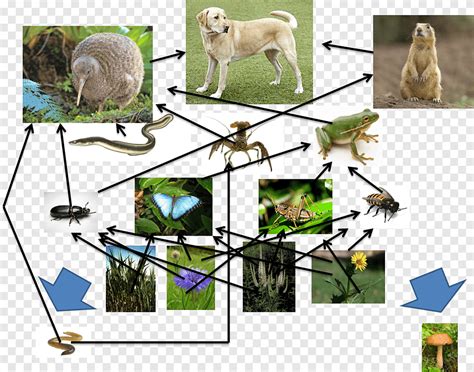 Local Food Web 的图像结果