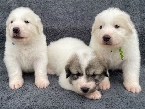 Great Pyrenees Puppies For Sale