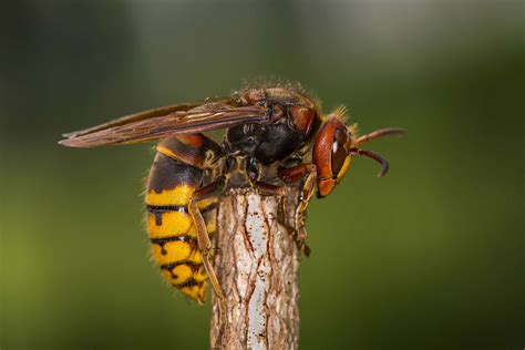 European Hornets: Biology And Prevention Of Stings - Annual Info