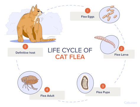 Cat Fleas