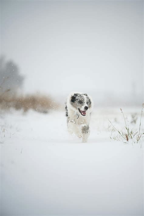 Running White Background 的图像结果
