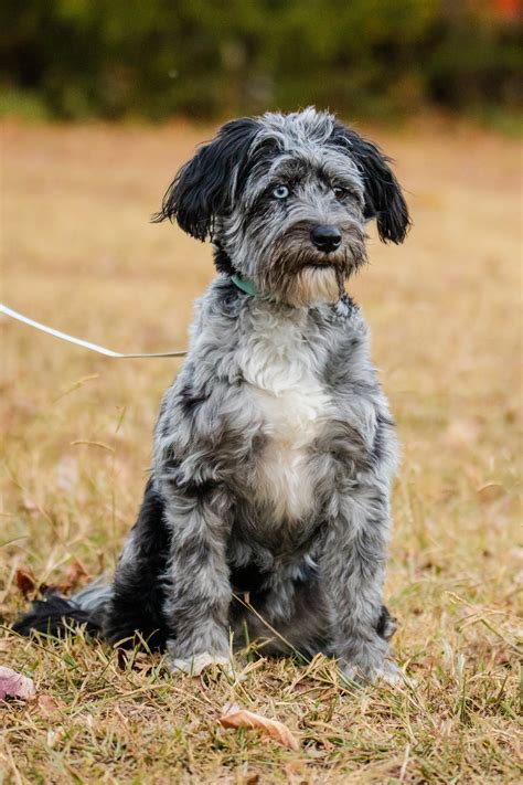 Adult Mini Aussiedoodle