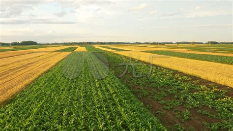 涝渍对玉米有啥危害，怎么减轻？玉米泡水影响生长、收成|玉米|植株|玉米地_新浪新闻