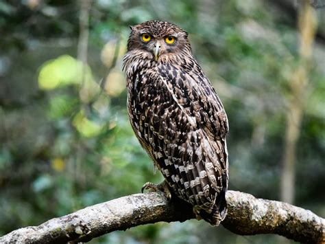 ROAR & ROVE (2025) All You Need to Know BEFORE You Go (with Photos ...