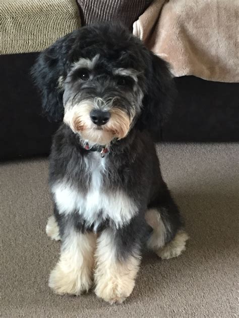 Image result for Cockapoo Teddy Cut