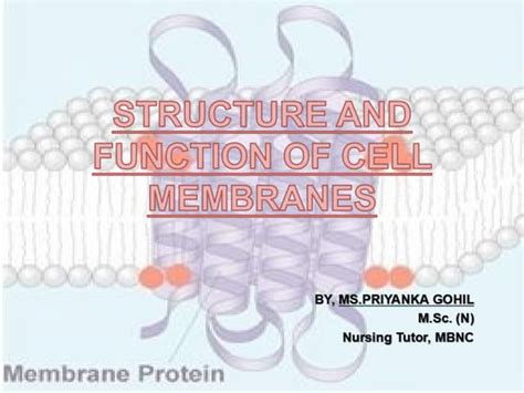 Image result for Cell Membrane Structure and Function