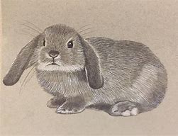 Image result for Baby Rabbit Realistic Drawing