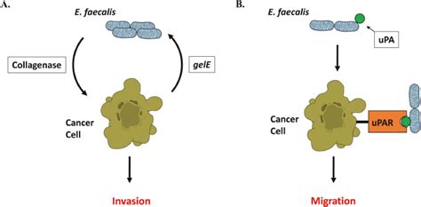 Image result for Enterococcus Faecalis Colon Cancer