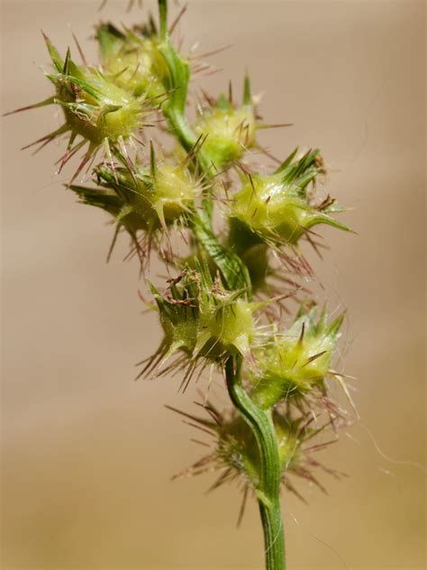 Sticker Bur Control - Backbone Valley Nursery