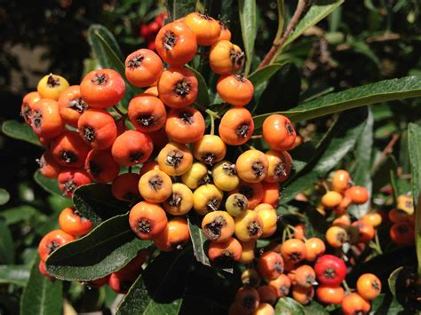 Image result for iPhone 5 Camera Tutorial