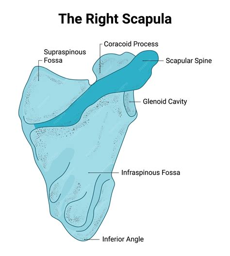 La scapola destra Supraspinous Fossa Coracoid Process Scapular Spine ...