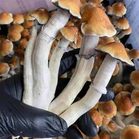 Tidal Wave Mushrooms Isolated Syringe - Premium Spores | Mushroom Spore ...
