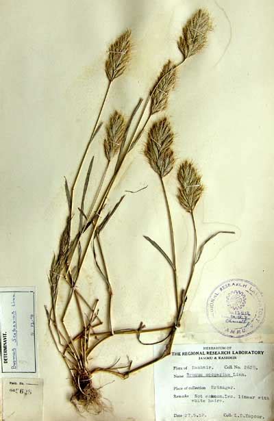 bromus_scoparius
