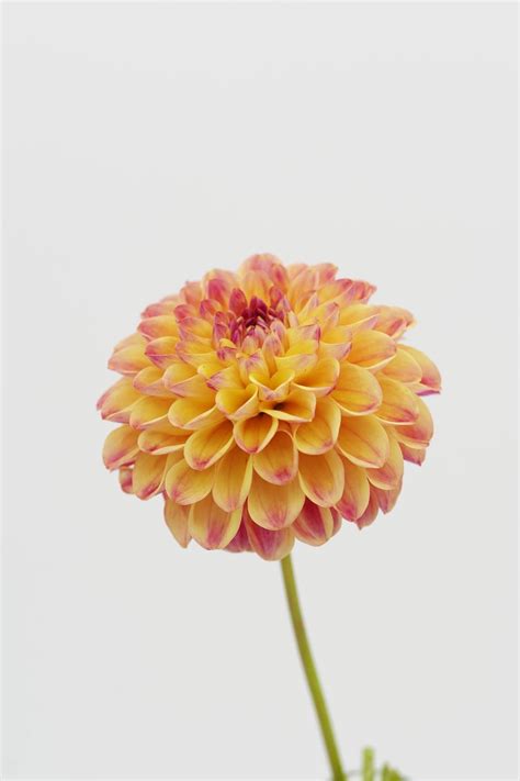 Pin by Dee on sister in 2025 | Dahlia, Bloom, Cutout