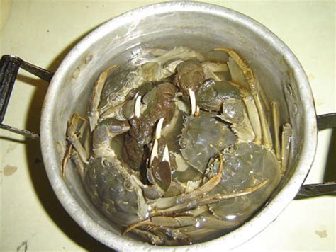 大闸蟹清洗方法图解_在家如何快速清洗大闸蟹的技巧-聚餐网