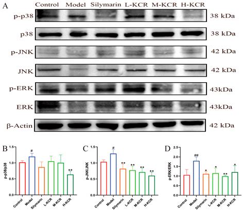 Kadsura coccinea Roots Ameliorated Alcohol-Induced Liver Injury by ...