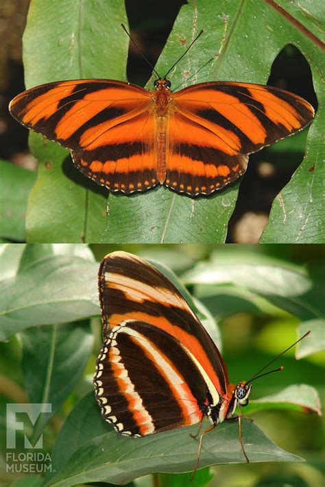 Orange And Black Butterfly How To Identify The UK's Most Common
