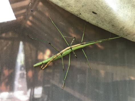 Walking Stick Insect