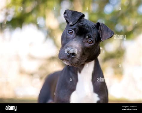 Black And White Pitbull Mix 22 0168 Pitbull Mix