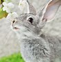 Image result for Free Spring Rabbit
