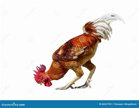Domestic fowl isolated. stock image. Image of colorful - 86547181