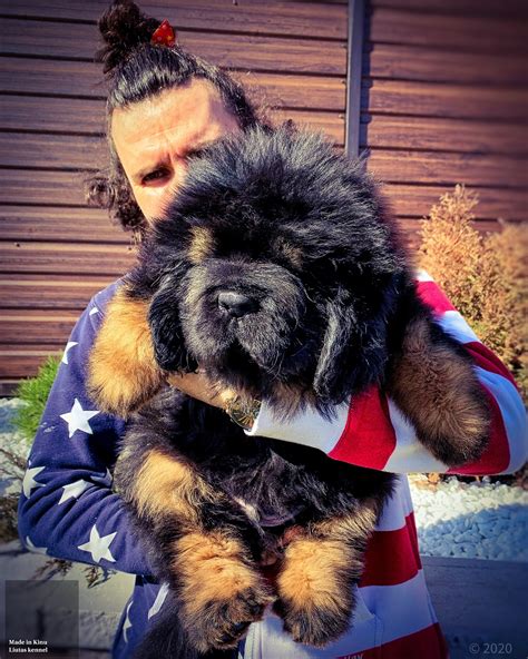 Tibetan Mastiff Husky Mix