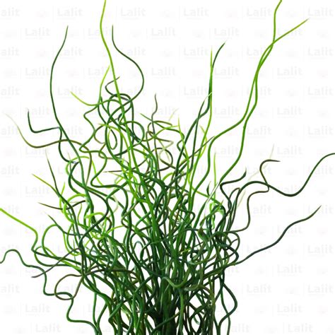 Juncus Effusus ‘Spiralis' (Corkscrew Rush) - Plant – Lalit Enterprise