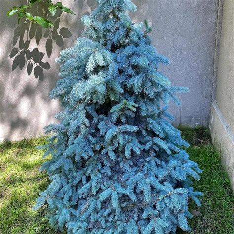 Plant FAQs: Blue Spruce - Picea Pungens