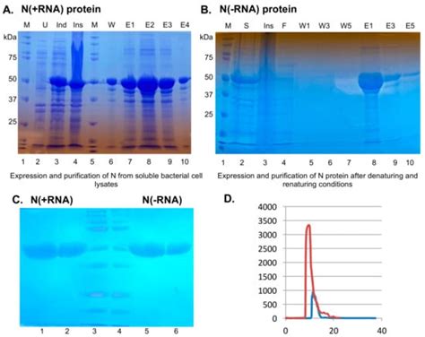 Recombinant SARS-CoV-2 Nucleocapsid Protein: Expression, Purification ...