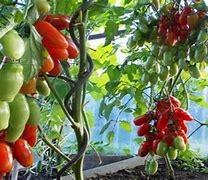 Image result for Spiral Tomato Stakes