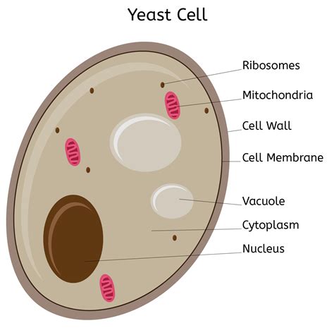 [Solved] Which category of microorganism is yeast?