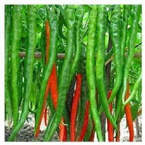 Kofy Green Chilli Seed Price in India - Buy Kofy Green Chilli Seed ...