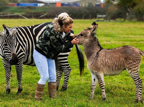 Zebra Donkey Hybrid Zebroid Wikipedia