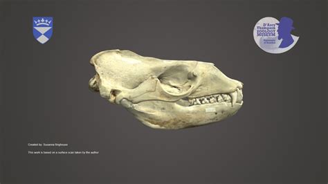 Leopard Seal Skull - Download Free 3D model by University of Dundee ...