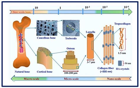 Polymeric Materials, Advances and Applications in Tissue Engineering: A ...