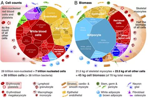 A Mathematical Pattern Governs The Uniform Distribution Of Cells In The ...