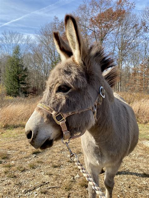 Donkey Walks - Walk-a-Donk at Clover Brooke Farm — % Llama Alpaca Hikes ...