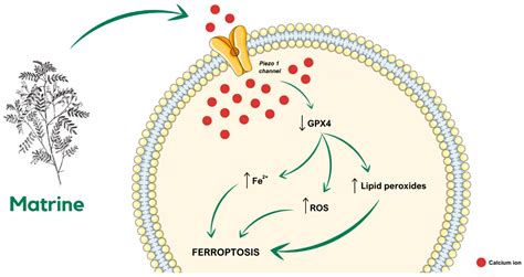 The Role of Ion Channels in Cervical Cancer Progression: From Molecular ...