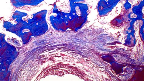 Image result for Compound Brightfield Microscope